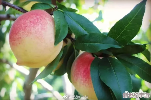 美丽的水蜜桃2最经典的一句：品味甜蜜与清新，感受自然的馈赠与心灵的慰藉