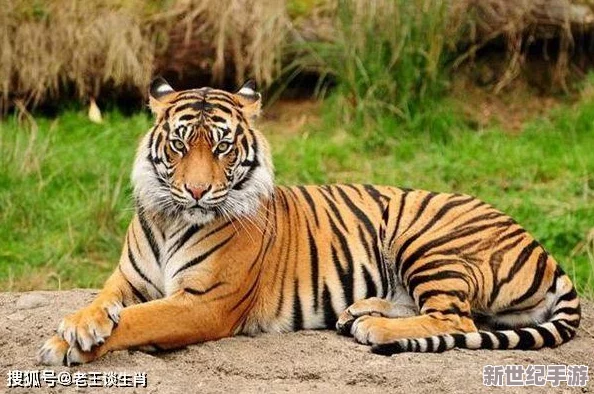 四虎4hu换哪个网名了？内幕曝光，原因竟然是...